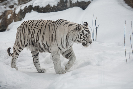 白色的老虎图片