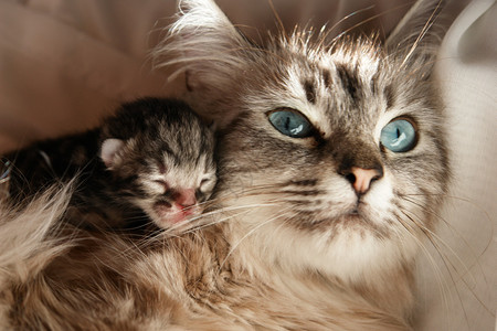 猫和她的小猫睡觉和拥抱图片