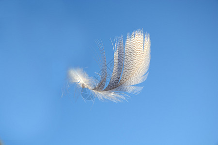 蓬松柔软的白色条纹鸟羽在清澈的蓝天中飘扬图片