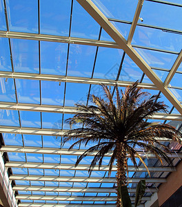 购物中心内的棕榈树图片