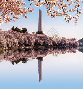 樱花在樱花节期间构成华盛顿特区华盛顿纪念碑的框架图片