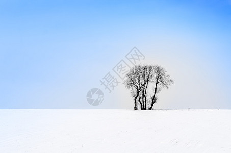 雪原中的孤立树背景图片