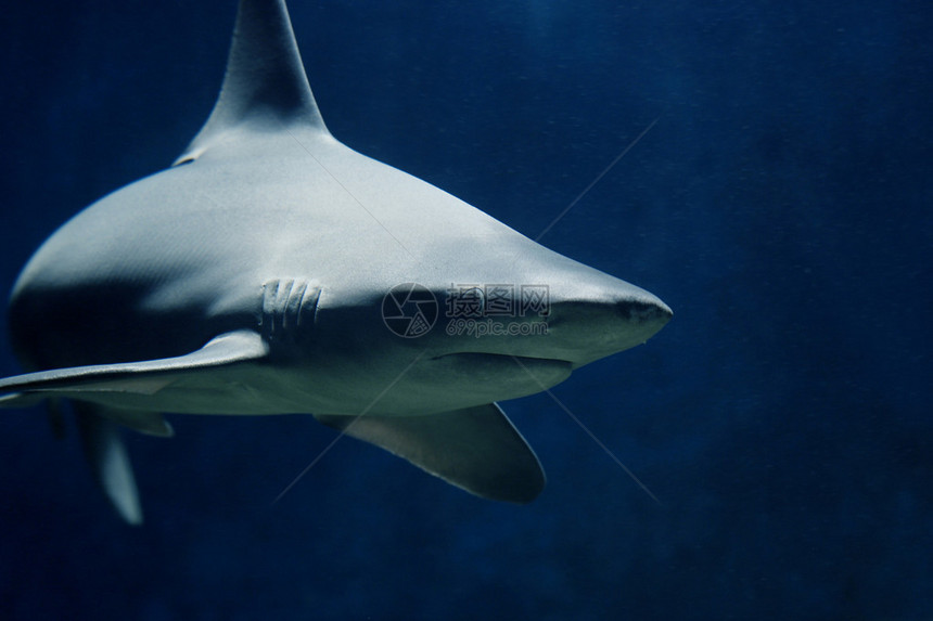 珊瑚礁鲨鱼CarcharhinusPe图片