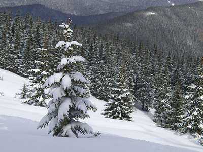 冬季的森林和山岳冬天的图片