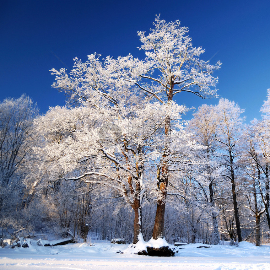 树上的霜图片