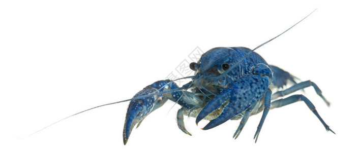 蓝龙虾也称为蓝色的佛罗里达龙虾图片