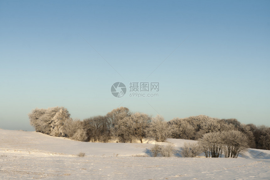 反对蓝天的森林在冬天图片