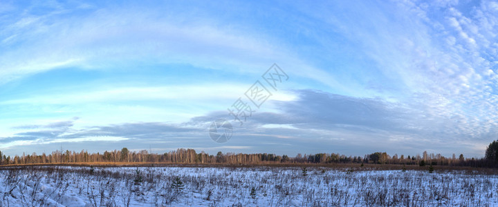 森林的田野和边缘冬季全景图片