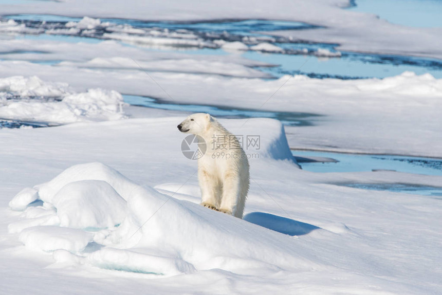 北极熊坐在雪地上图片