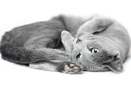 俄罗斯蓝猫在白色背景上铺设和戳图片