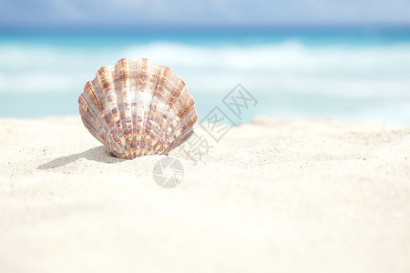 加勒比海沙滩扇贝壳的低视角背景图片
