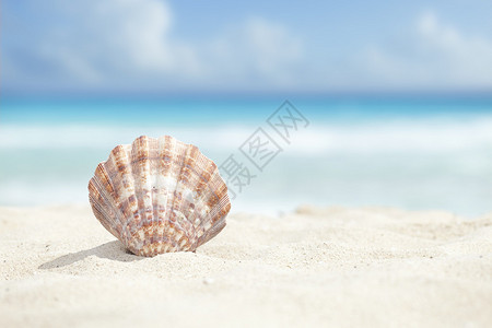 加勒比海沙滩扇贝壳的低视角图片