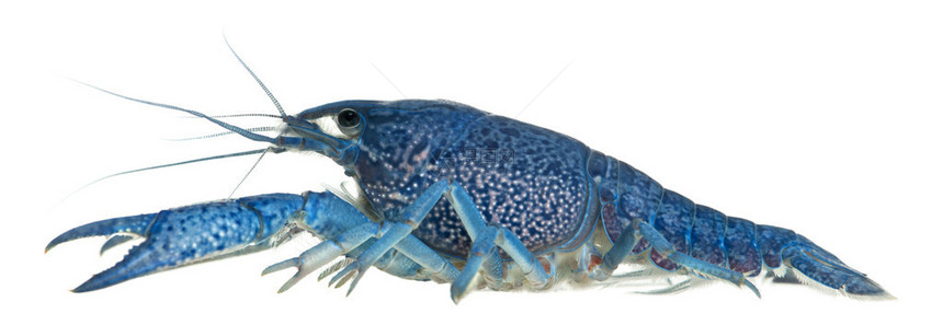 蓝龙虾也称为蓝色的佛罗里达龙虾图片