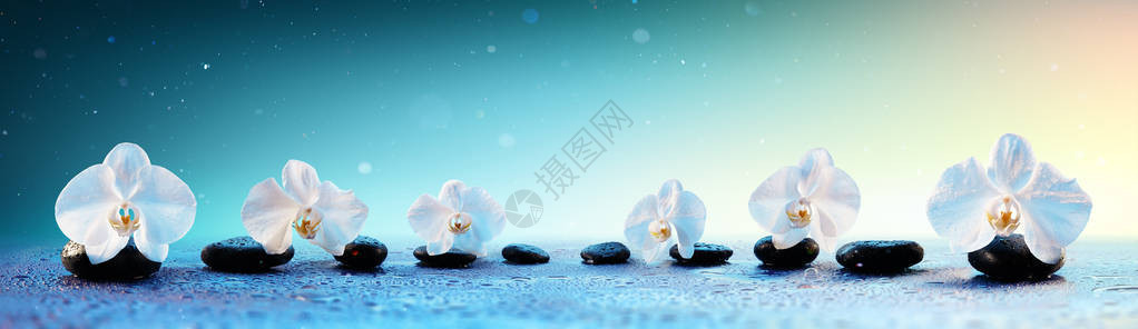 新鲜背景中的水疗石头上的兰花背景图片