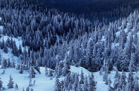 冬季的森林和山岳冬天的图片