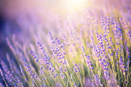 法国普罗旺斯紫罗兰色薰衣草田的日落绿草场上的薰衣草花普罗图片