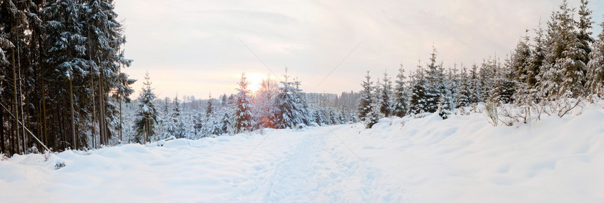 冬季雪景与松树全景拍摄图片