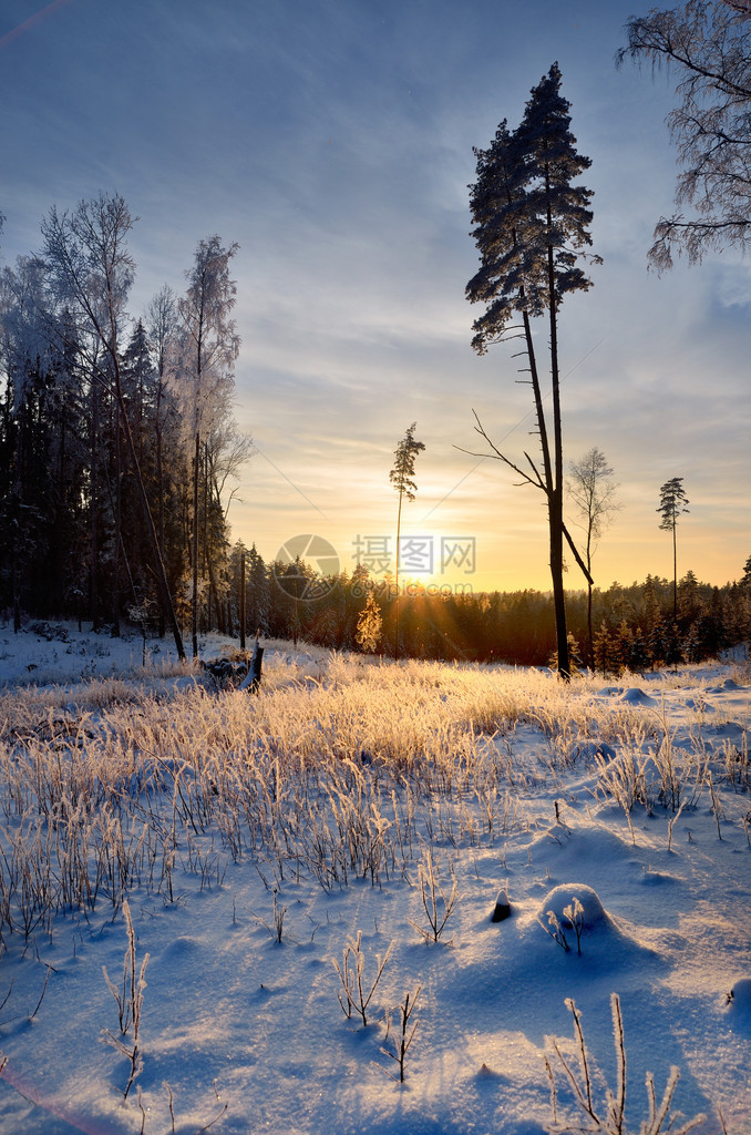 落雪在日落的冬天森林里图片