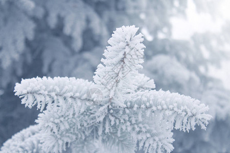 冬天背景冷杉分支白雪中浅蓝色树枝的特写视图添加图片
