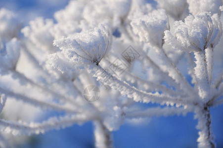 蓝天下白雪覆盖的植物图片