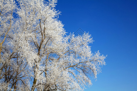 美丽的冬天树背景图片