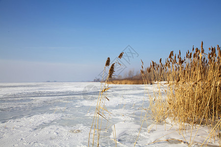 河上冬天结冰的甘蔗图片