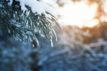 冬季背景在雪天关闭冰霜的树枝图片