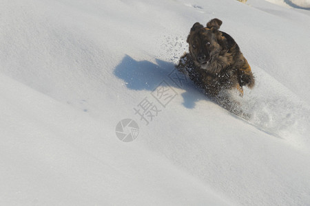 一只狗在雪地里玩耍背景图片