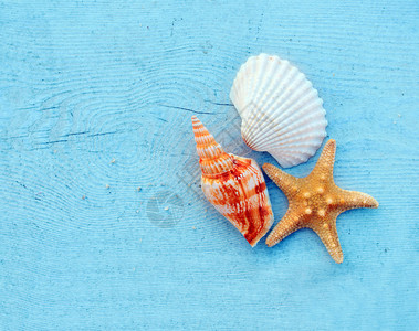蓝色木质背景上的贝壳图片