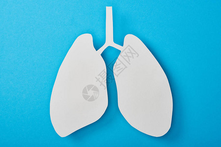 在蓝色上隔离的空白肺模型的顶视图背景图片