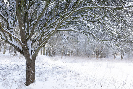 林地中美丽的冬季雪景树木覆盖图片