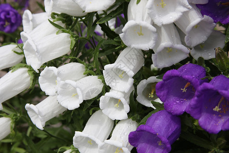 大钟的青花和白花背景图片