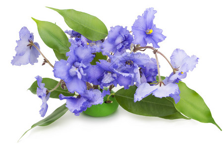 柔和的蓝色紫罗兰花上白色孤立背景图片