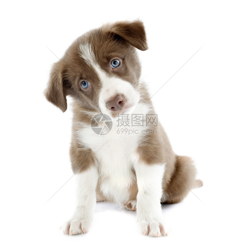 白色背景面前的小狗边疆的肖像图片