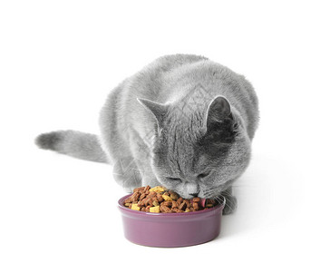 可爱的猫在白色背景的碗里吃东西图片