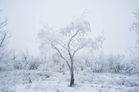 冬季景观雪中的冬树图片