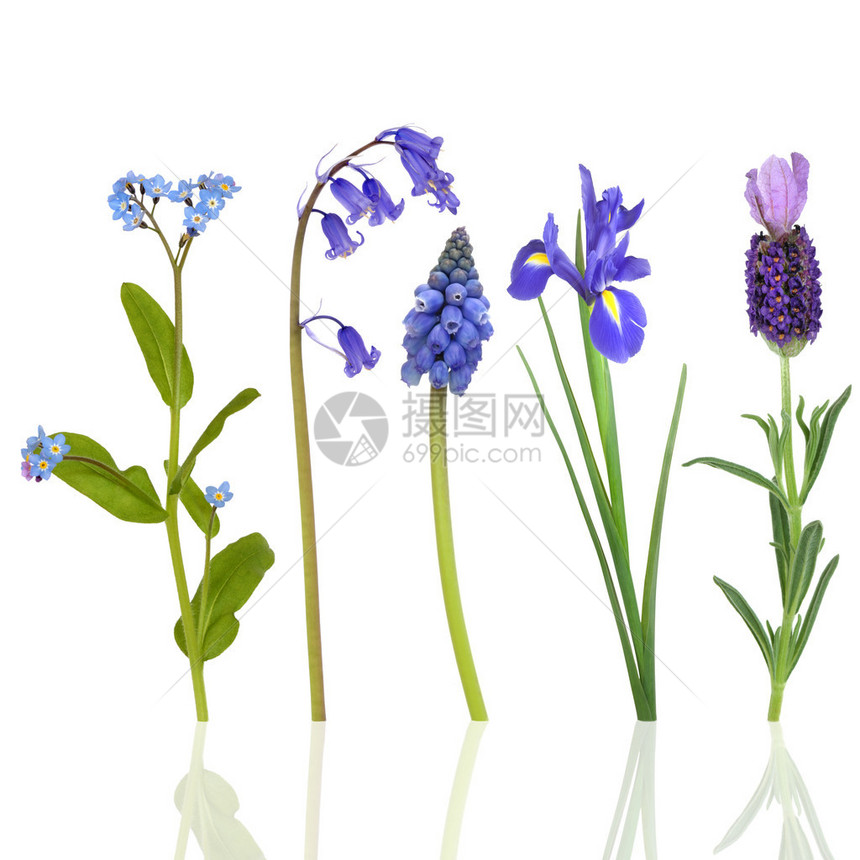 在春天挑选蓝色花朵与白色背景隔绝图片