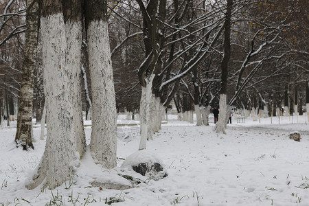 公园冬天树木和路径图片