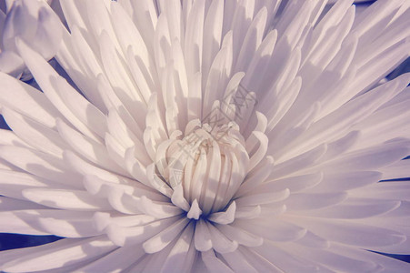 一朵白花的特写植物花瓣的详细宏观图片