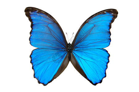 蓝色和黑色调的蝴蝶在白色背景图片