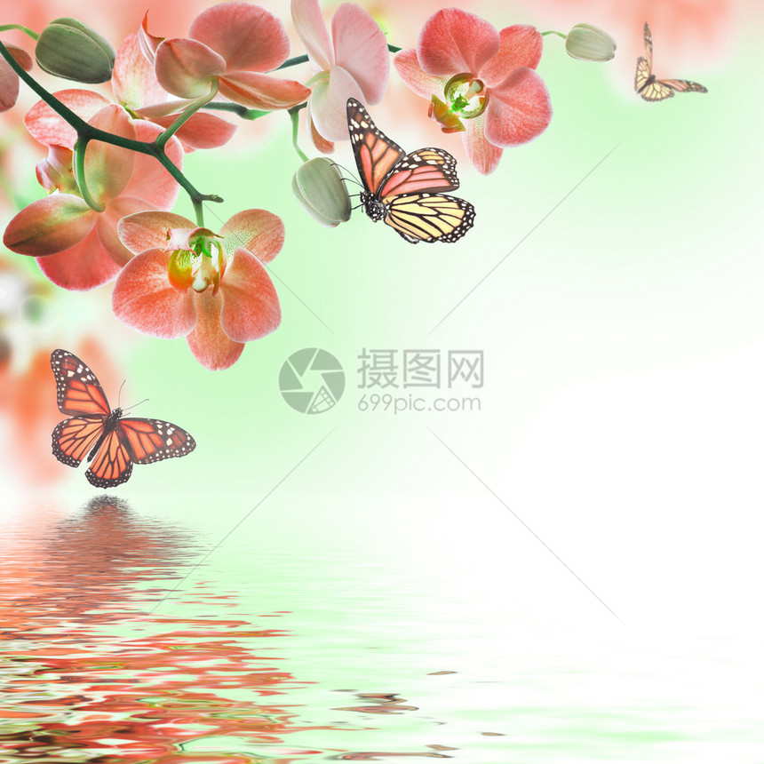 热带兰花和蝴蝶的花卉背景图片