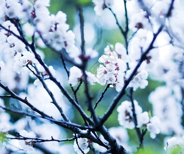 春天果树上的白花图片