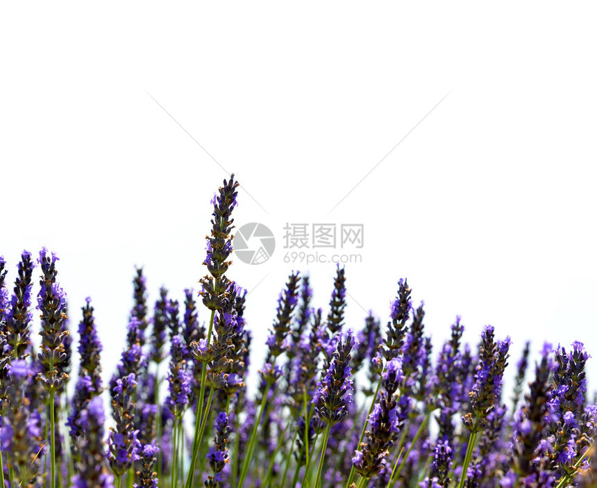 白色背景的紫色花朵盛图片