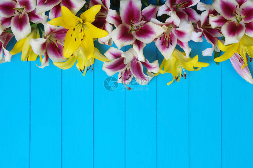 绿松石漆木板上的新鲜春百合花图片