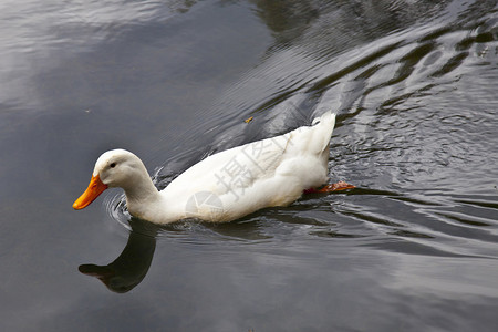 白鸭在水中游泳图片