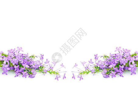 Blossom紫花图片