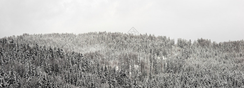 雪山冬季森林景观波兰图片