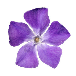 Periwinkle紫花的顶端视图Vinca未成年人在白图片