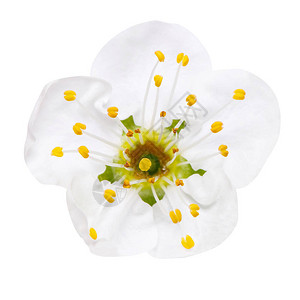 春天的花朵梅花盛开在白色上图片