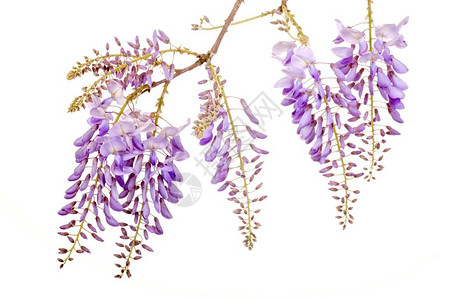 白色背景上孤立的新鲜紫色藤花图片